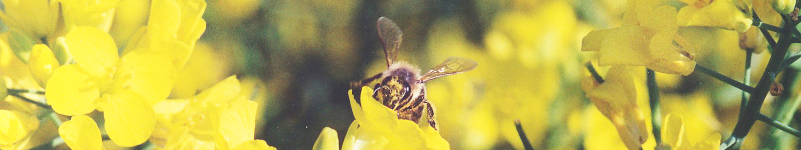 Biene auf gelber Blüte ©Feuerbach
